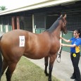 Bit slow getting sectionals through so thought I’d just throw a few horses up that have been purchased lately. MATTHEW DUNN RACING: http://www.matthewdunnracing.com.au/horse-available SIZZLING Filly: DAM – Chai 1st Dam […]