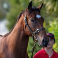An impeccably bred colt by Snitzel will head to the sire’s former trainer after topping Day One of the Magic Millions National Yearling Sale on the Gold Coast today. Sydney […]